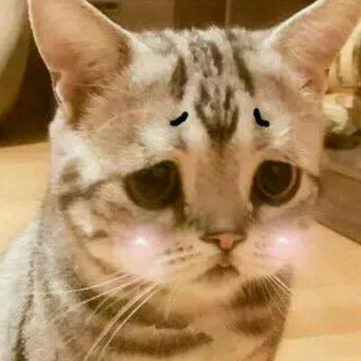 грустный кот, плачущие коты, грустный котик, грустный кот порода, очень грустный котик