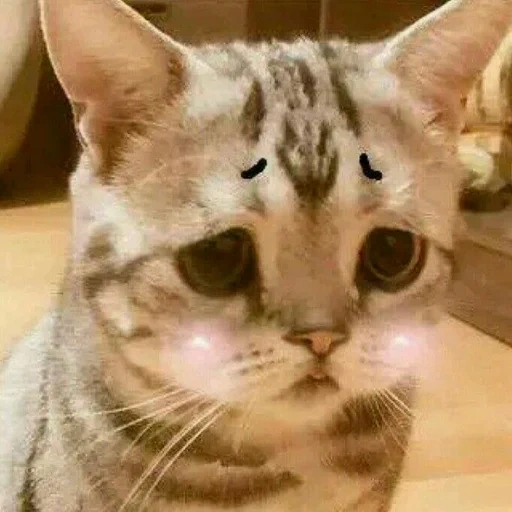 gato triste, gatos lloradores, gato triste, breza de gato triste, un gato muy triste