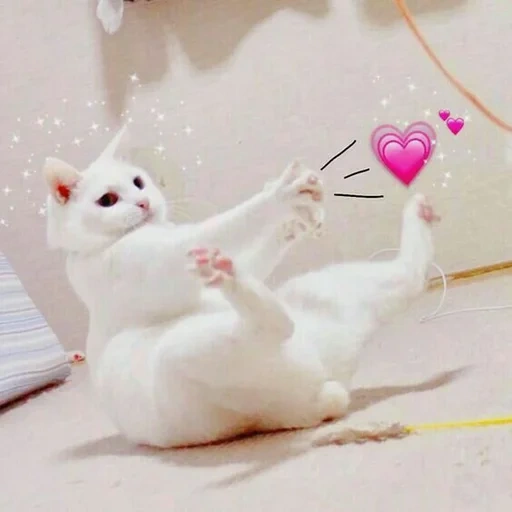 chat, chat, chats mignons, chaton blanc, esthétique du cœur de chaton