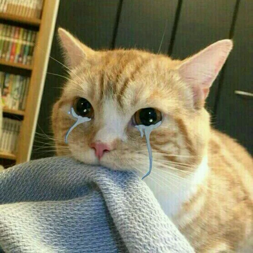 gato, gato, el gato es divertido, picca kotik, memes de gatos llorando