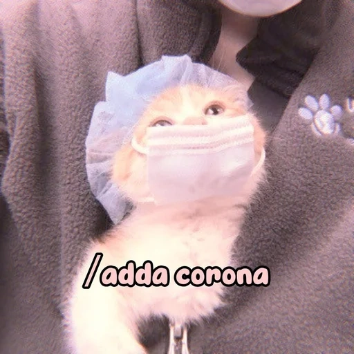 gato, gato, gatos lindos, meme de la medicina de los gatos, gatitos encantadores