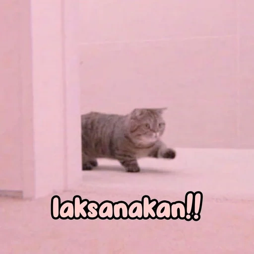 kucing, kurt, anjing laut, kucing, kucing ke meme