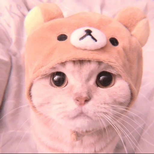 милые котики, няшные котики, котик шапочке, милый котик шапочке, милые котики смешные