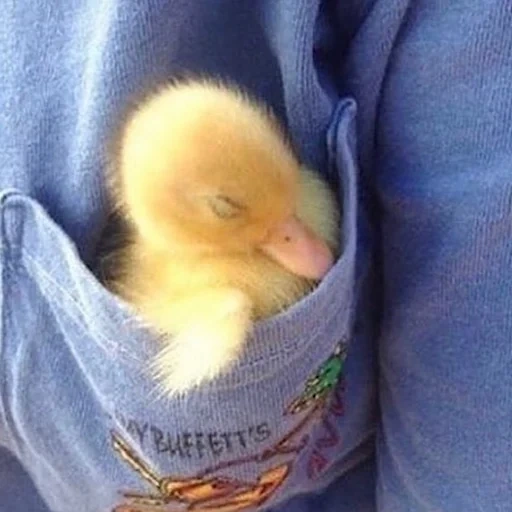 duckling, the duckling is sleeping, sleeping chickens, preservation of the top duckling, cute animal cubs