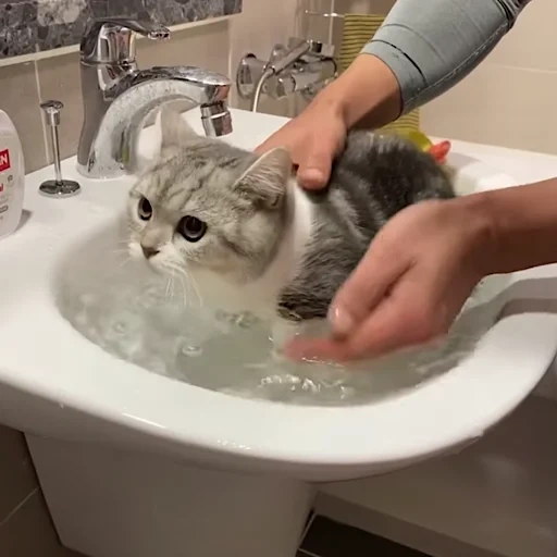 gato, gato, um gato, banho de gato, animais de estimação