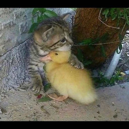 gatto animale, animali allegri, cucciolo di animale, l'animale più carino, gattini affascinanti