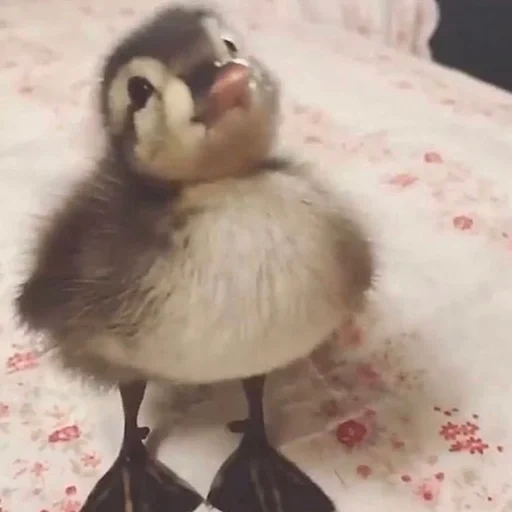 pato, patinho, pato de pato, os animais são fofos, pato flofi pato