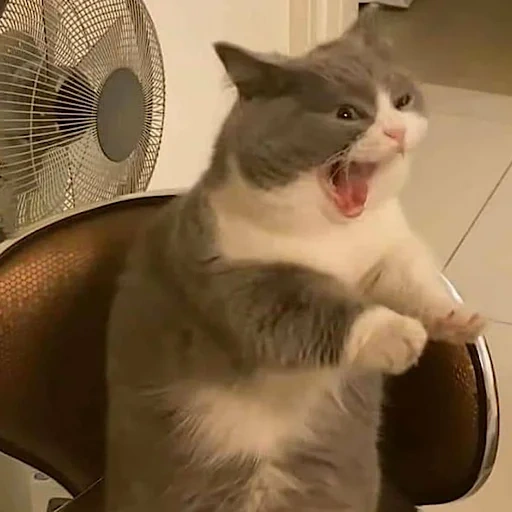 gato, gatos, gato de meme, el gato es alegre, gatos graciosos