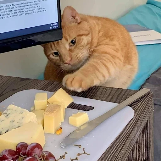 chat, fromage à chat, chat aek, le chat est un voleur, memes sur les chats pour rire