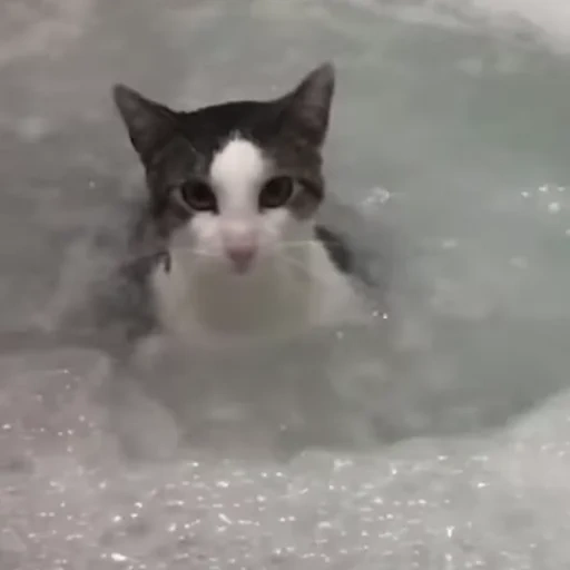 gatto, i gatti, gatto, le foche, animali ridicoli