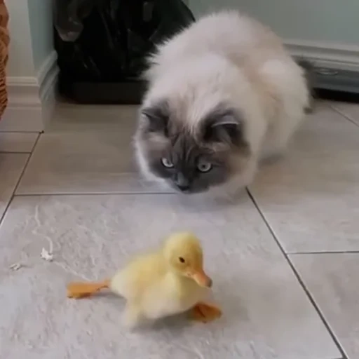 hewan, anak ayam, duckling anak kucing, ayam anak kucing, anak anak yang lucu