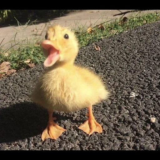 caneton, canettes de canard, ducklings drôles, canard jaune, petits canetons