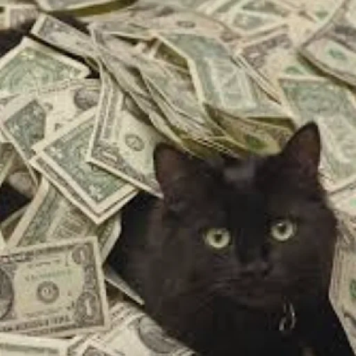 gatto, gatto vip, gatto nero, gatto del denaro, gatto dress drill ricamo