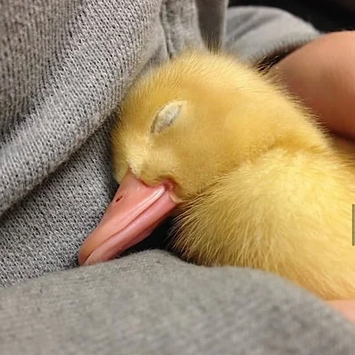 patinho, o pato está dormindo, o patinho está dormindo, animais adormecidos fofos, cubs de animais fofos