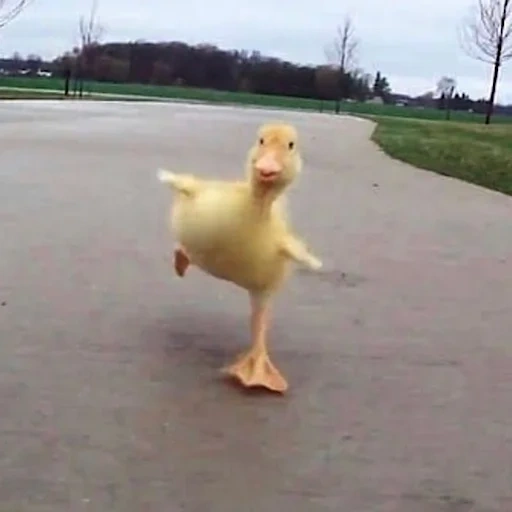 duck, duckling, duck nani, duckling nani, yellow duckling