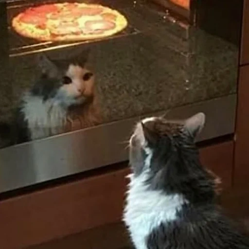 gato, gato, gato de pizza, pizza cat meme, gato feliz