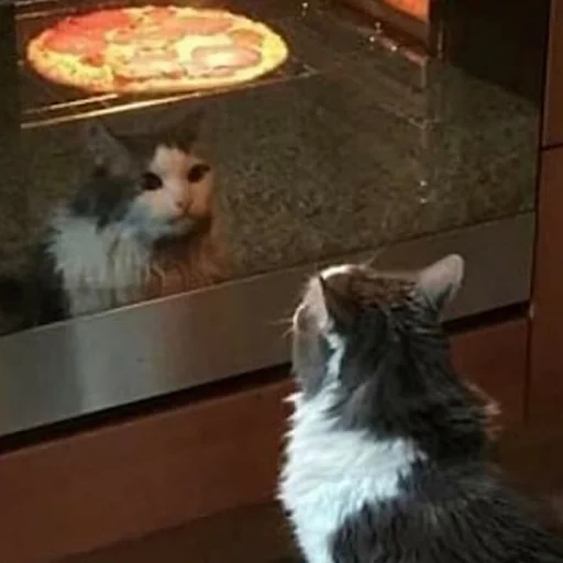 kucing, kucing, pizza cat, meme kucing pizza, kucing yang bahagia