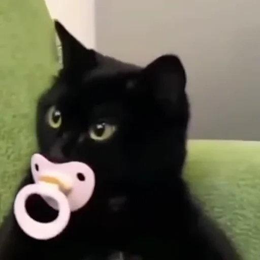 cat, cat, black cat, funny cats, black cat nipple