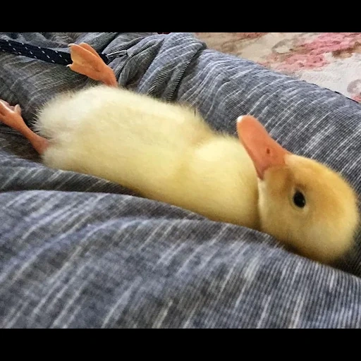 duck, duckling, yellow duck, everyday, the duckling is sleeping