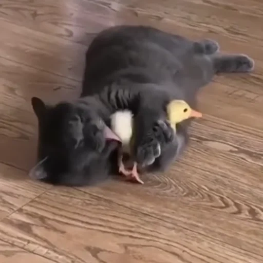 gato, pato de gato, luta de pato de gato, os animais são engraçados, o gato empurra o patinho