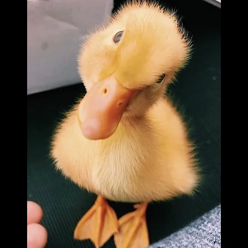 caneton, canard jaune, cher duckling, ducks mignons, petits canetons