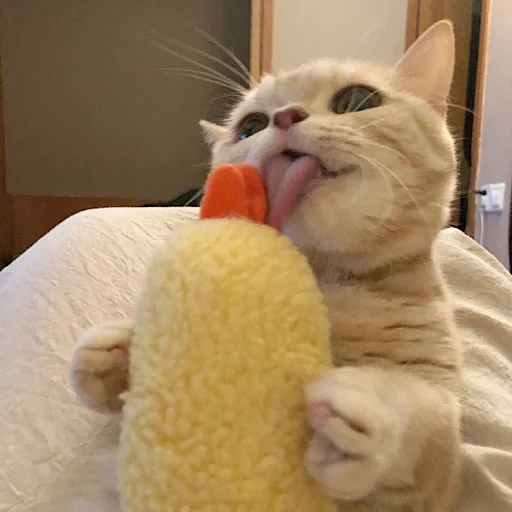 cat, cat, cat, the cat is banana, the animals are cute