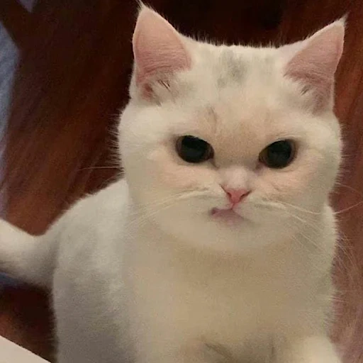gato, gato, mem cat, el gato es blanco, gatos lindos