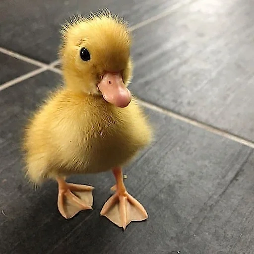 canard, canard, caneton, canard, ducklings drôles