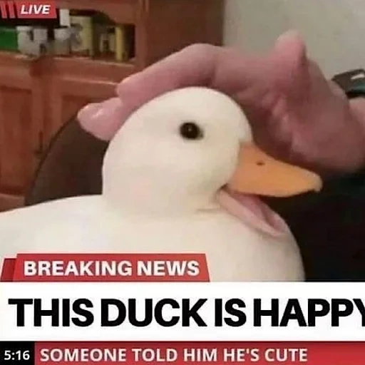 duck, ducks, duck, duckling, duck is sweet