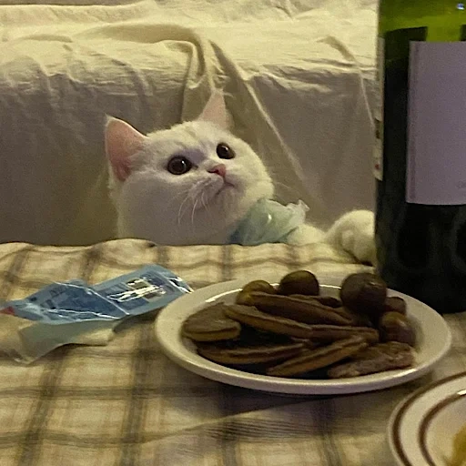 gatto, cat, gatto a tavola, cat meme a tavola, gatto insoddisfatto al tavolo
