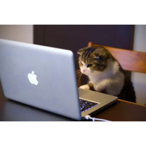 der kater, katzenlaptop, die katze ist hinter dem laptop, die katze ist am computer, eine katze in einem laptop