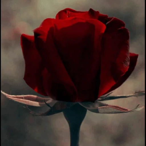 роза бутон, роза цветок, роза красная, красивые розы, red rose flower