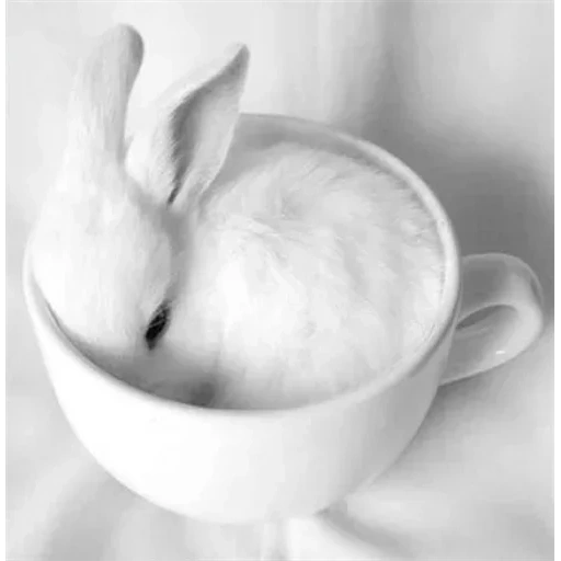 чашка зайцем, белый кролик, anna white bunny, sweet bunny xoxo, white bunny сливы