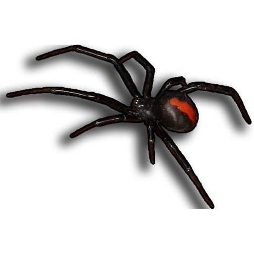 чёрная вдова паук, черная вдова, паук черный, паук каракурт, пауки