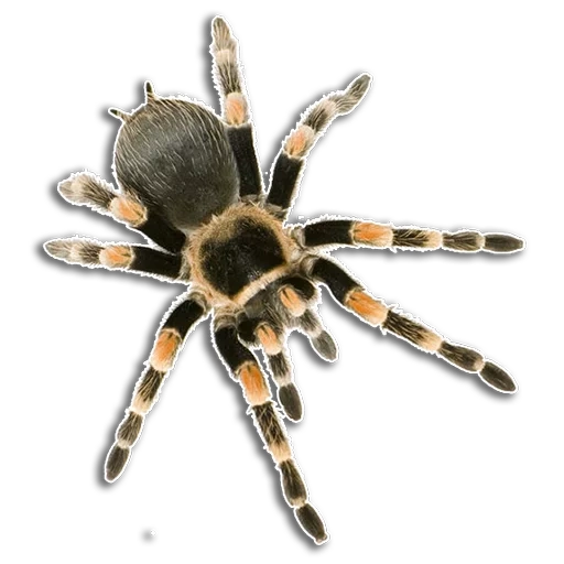 brachypelma smithi белый фон, паук на белом фоне, паук тарантул вид сверху, тарантул паук, паук
