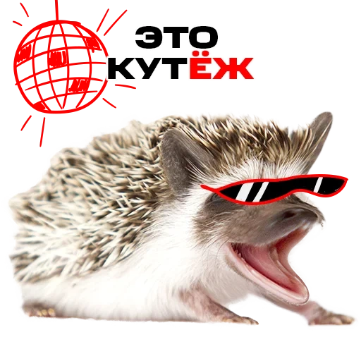 hedgehog, screaming hedgehog, hedgehog with a white background, aggressive hedgehog
