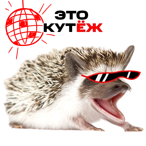 hedgehog, hedgehog gritando, hedgehog de fundo branco, hedgehog agressivo