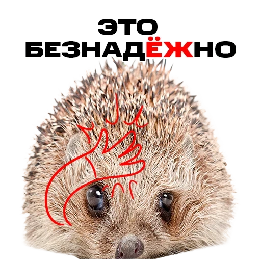 ежик, колючий ежик, еж белом фоне, ежа белом фоне, ежик белом фоне