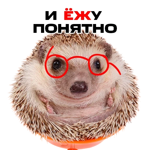 ежик, ежик вася, милый ежик, умный ежик