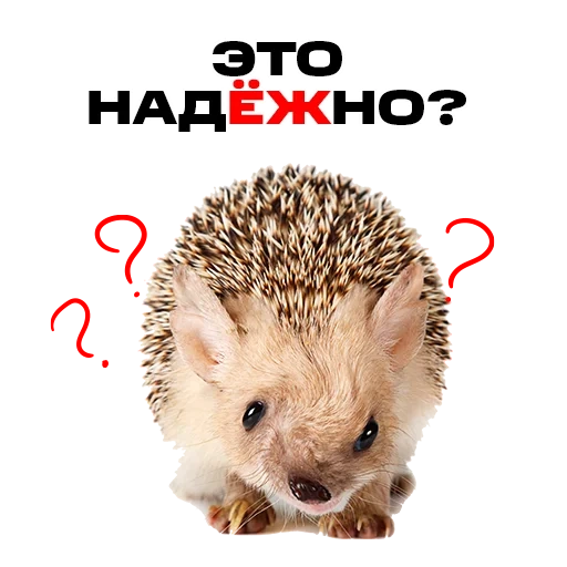 hedgehog, eared hedgehog, thorny hedgehog, little hedgehog, hedgehog with a white background