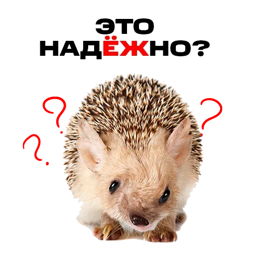 erizo, hedgehog de orejas, espinoso erizo, pequeño erizo, hedgehog con fondo blanco