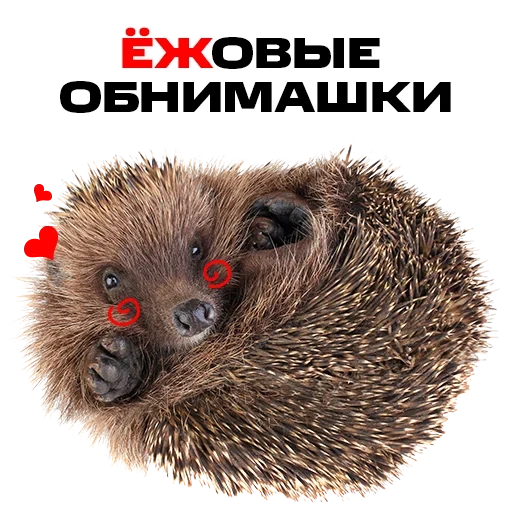 hedgehogs, joke, hedgehogs hedgehog, sleeping hedgehog, mammals hedgehog yezhonok