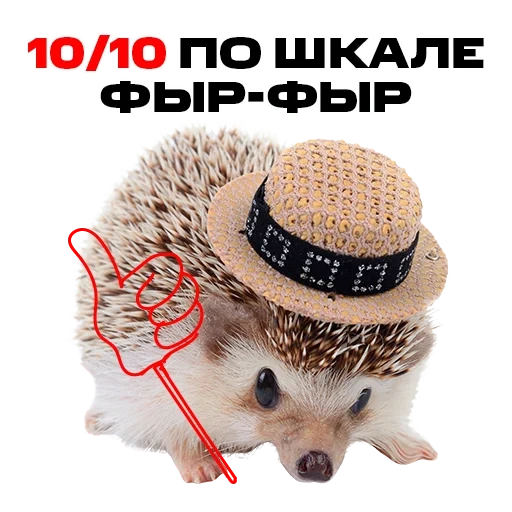 hedgehog, chapeau de hérisson, charmant hérisson, chapeau de hérisson, petit hérisson