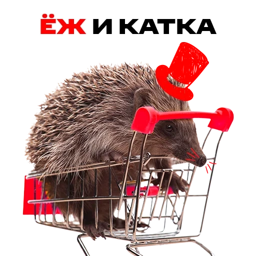 hedgehogs hedgehog, hedgehog venia, hedgehog stroller, hedgehog a cart, little hedgehog