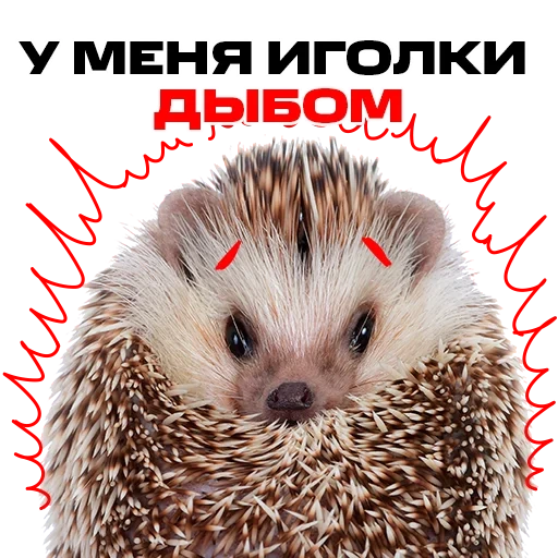 ёжики, ёж ежи, умный ежик, хитрый ежик, домашний ежик