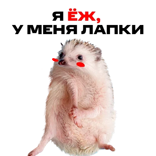 ежик, милый ежик, ёжики милые, домашний ежик, ёжики маленькие