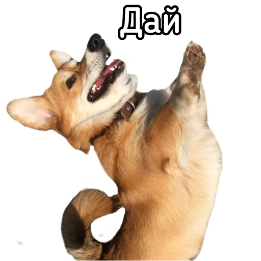 dog, a barking dog, shiba dog, a dog with its paws raised, the dog stretched out its claws against a transparent background