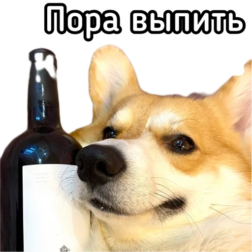 corgi, corky liquor, a lovely dog, beer dog, shiba inu beer