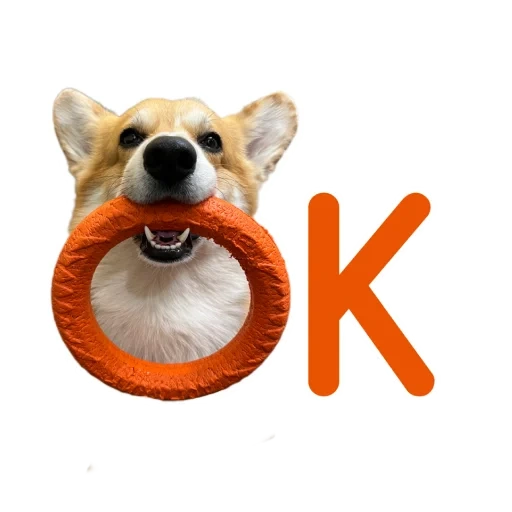 corki orange, cão pembroke, cão galês, cão de pembroke wales, eukanuba dachshund coki