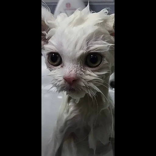 кошка, мокрый кот, мокрая кошка, облезлый кот, мокрый котенок